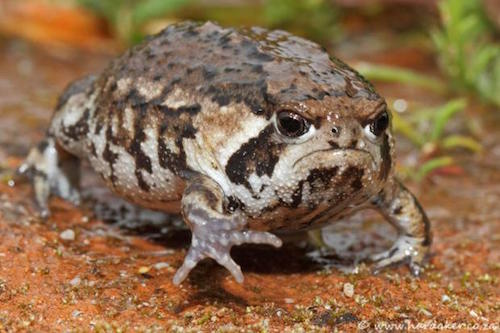 Grumpy Toad