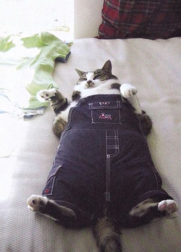 Fat Cat