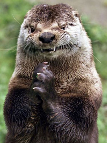 Evil Otter