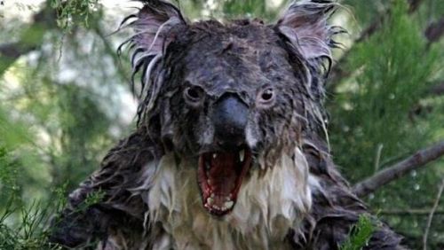 Angry Koala