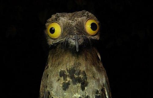 Weird Stuff I Do Potoo