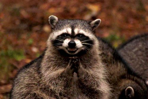 Evil Plotting Raccoon