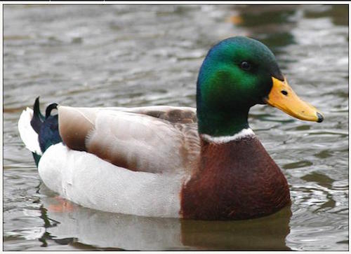 Actual Advice Mallard